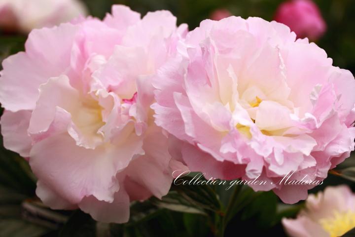 Paeonia `Afrodīte` SOLD OUT