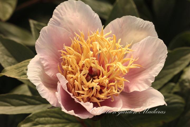 Paeonia `Ada`