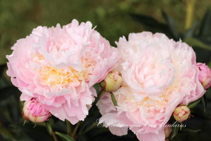 Paeonia `Adonis` 