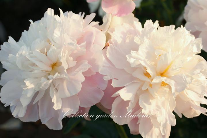 Paeonia `Afrodīte` SOLD OUT
