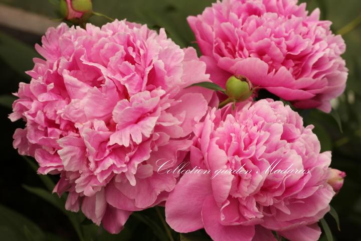 Paeonia `Dr. Alexander Fleming` SOLD OUT