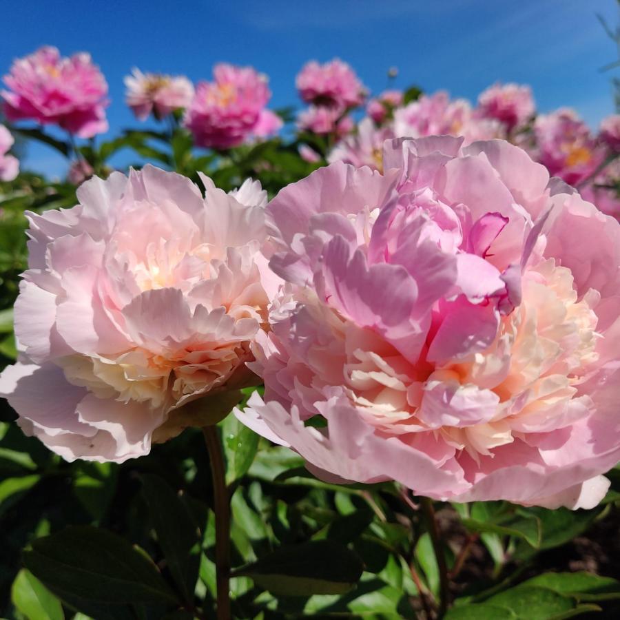 Paeonia `Angel Cheeks` SOLD OUT