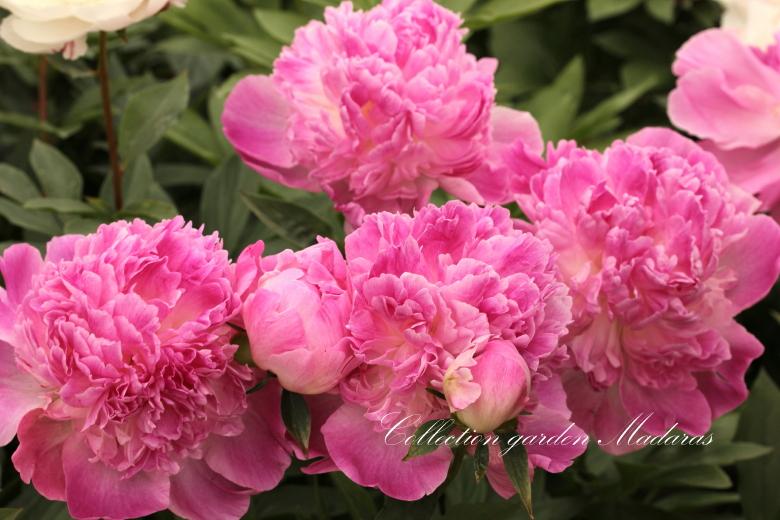 Paeonia `Avenes Sniegā`
