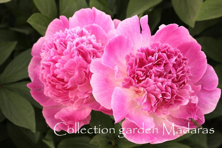 Paeonia `Avenes Sniegā` SOLD OUT
