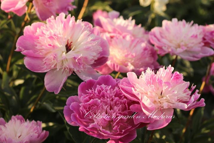 Paeonia `Avenes Sniegā`