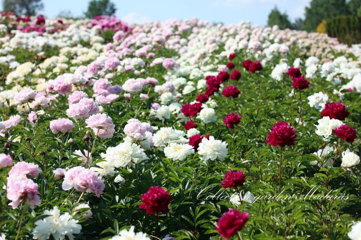 Paeonia `Black Beauty`