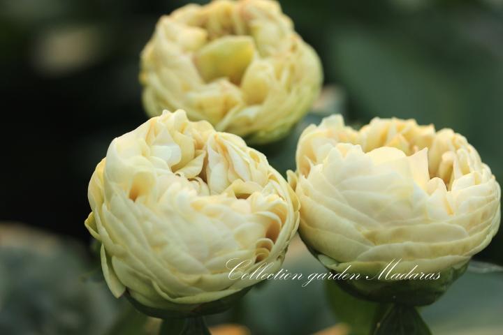 Paeonia`Blonde Vision`  SOLD OUT