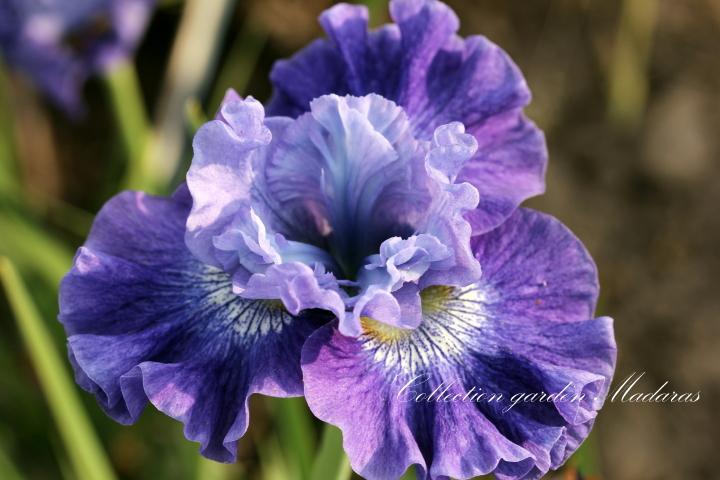 Iris sibirica `Blueberry Fair`