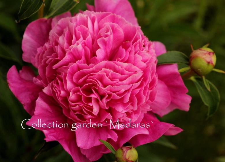 Paeonia  `Bouquet Perfect`
