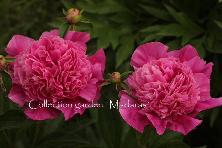 Paeonia` Bouquet Perfect`