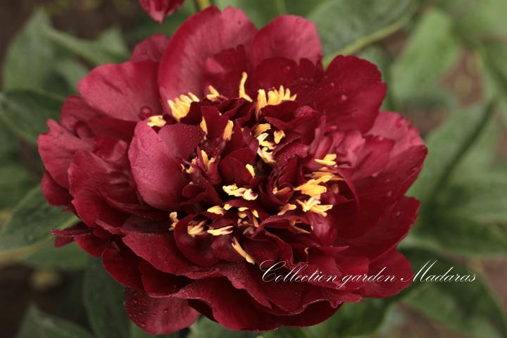 Paeonia `Buckeye Belle`