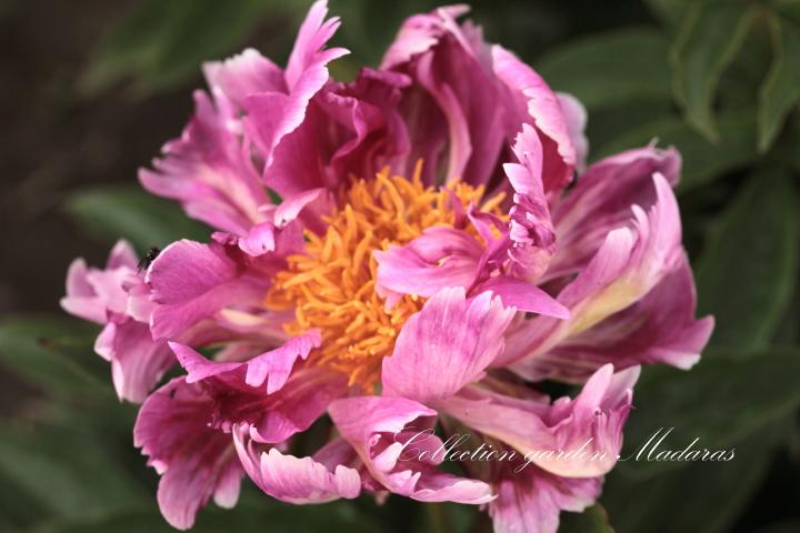 Paeonia `Cherry Twist`