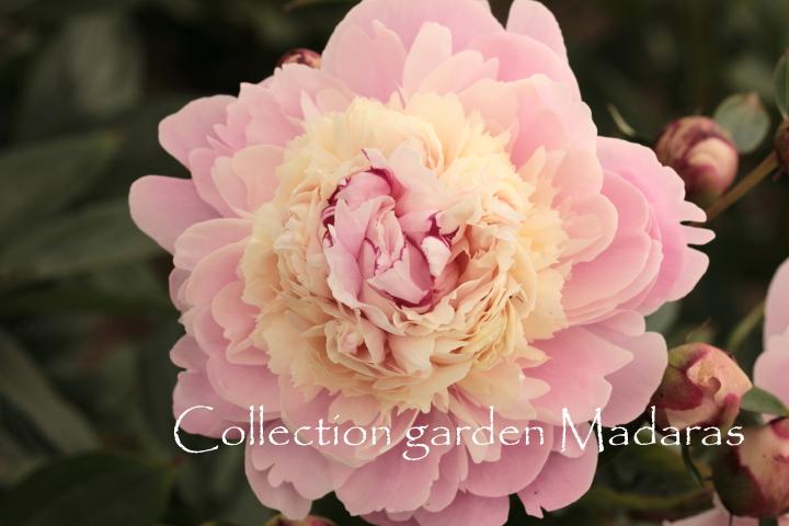 Paeonia `Chestine Gowdy` 