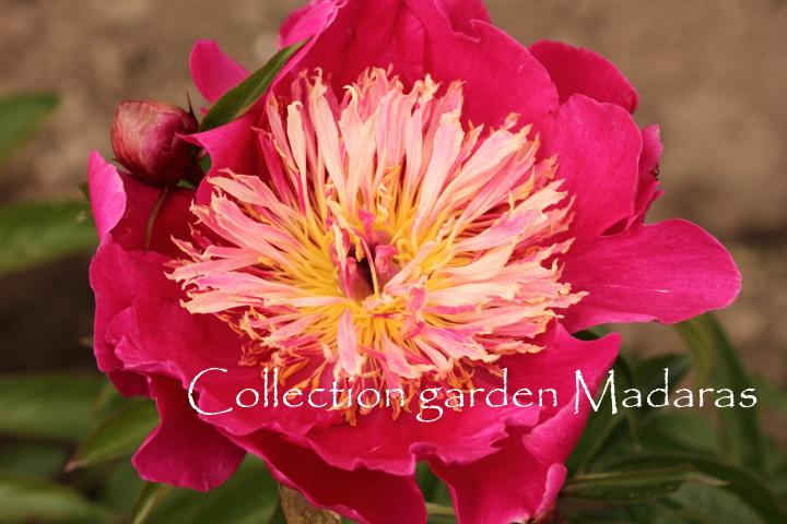 Paeonia `Comanche` 