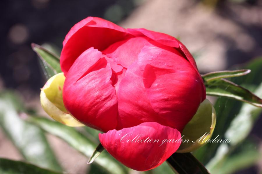 Paeonia `Coral Magic` SPRING