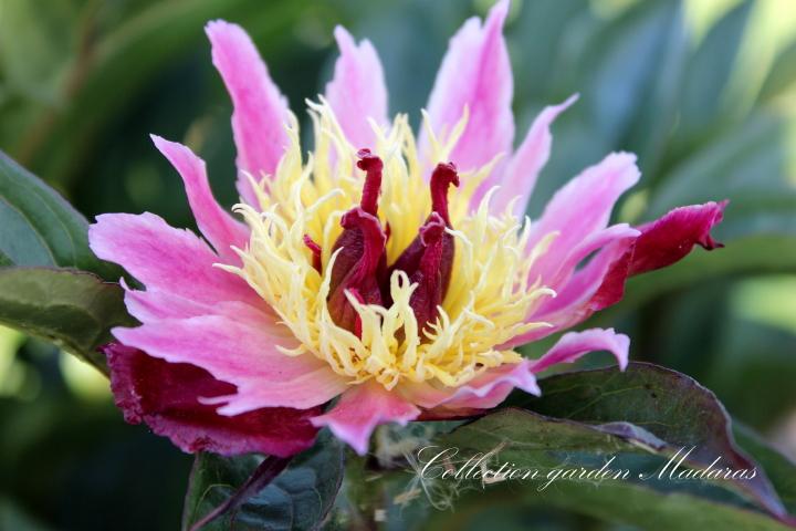 Paeonia `Daisy Coronet`