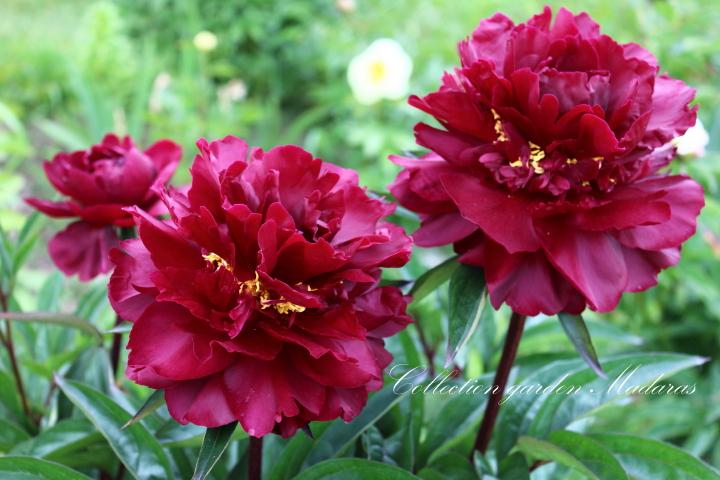 Paeonia `Dark Chocolate` SOLD OUT