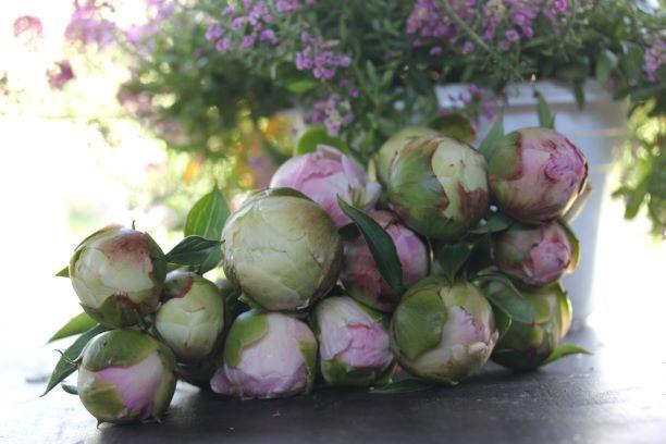 Paeonia `Götterdämmerung`