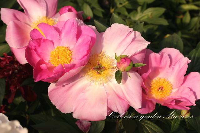 Paeonia `Dawn Pink` SPRING