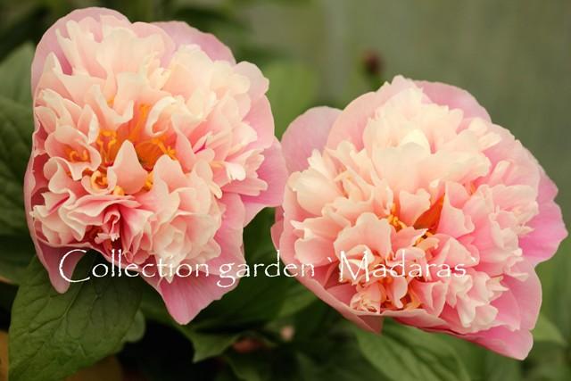 Paeonia `Drolla` SOLD OUT