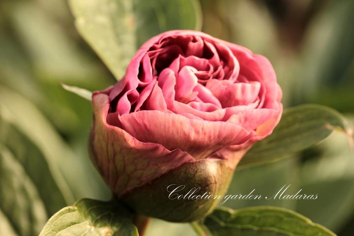 Paeonia `Drolla`