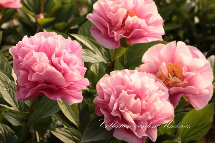 Paeonia` Drolla`