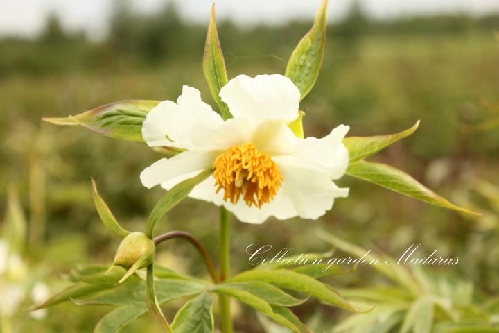Paeonia `Early windflower` Spring