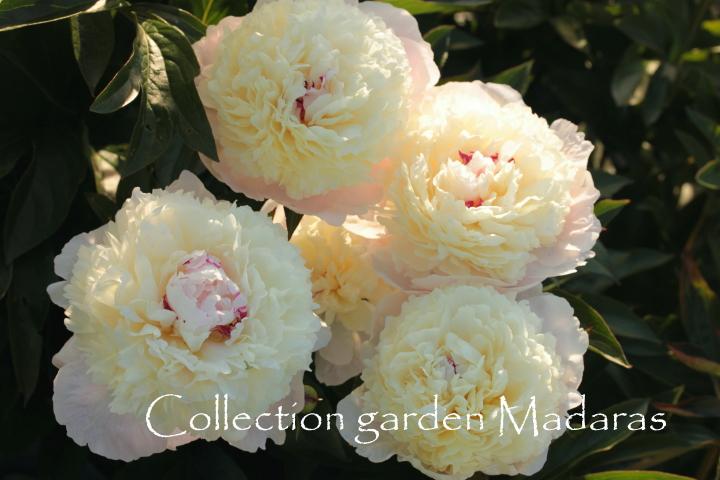 Paeonia `Eismayer` SOLD OUT