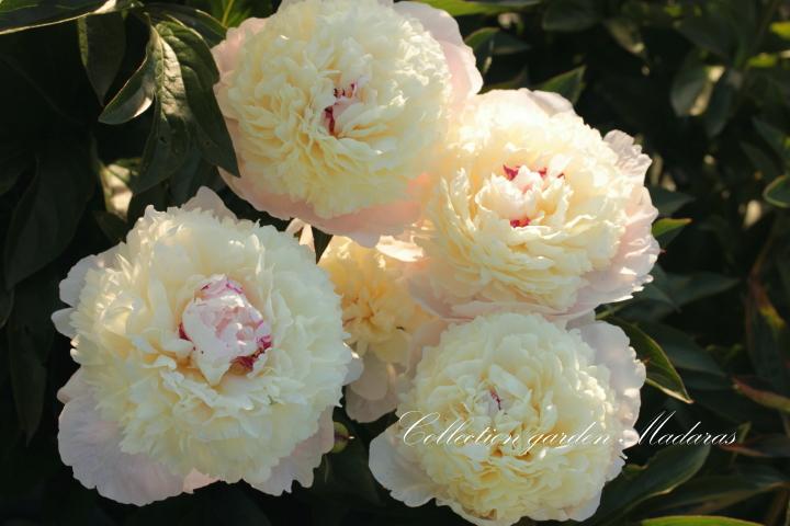 Paeonia `Eismayer` SOLD OUT