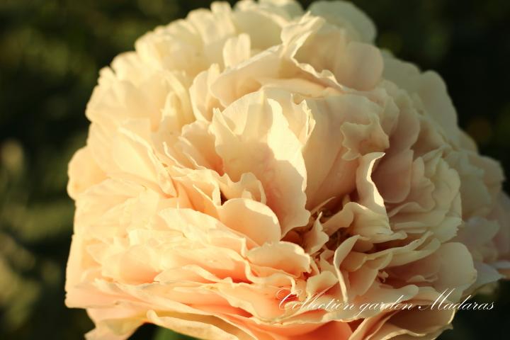 Paeonia `Elsa von Brabant` SOLD OUT