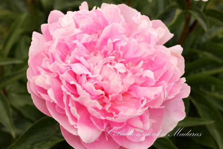 Paeonia `Emma Klehm` PAVASARIS