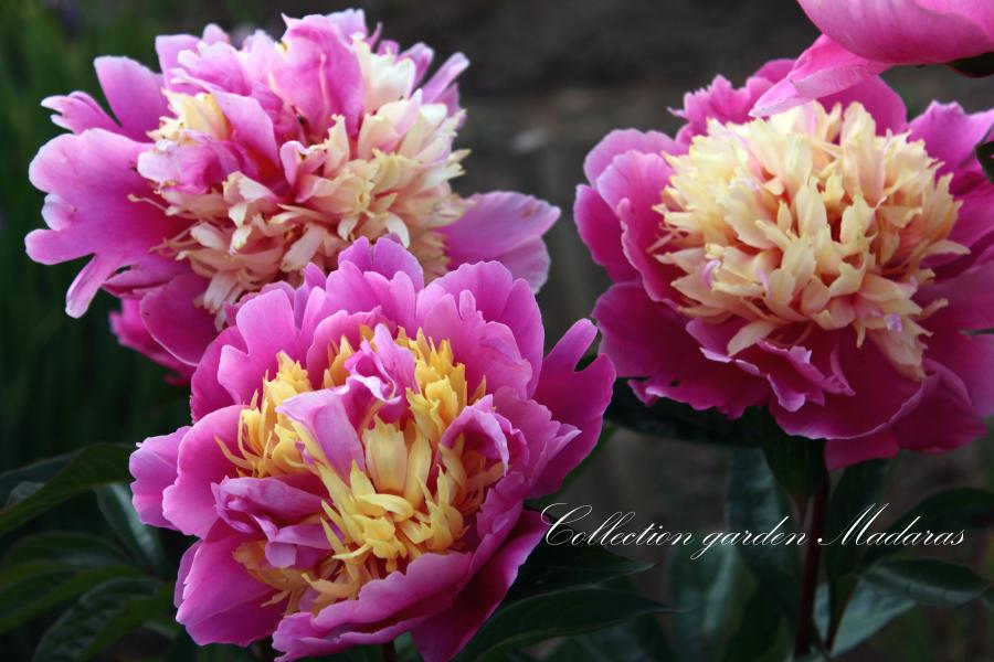 Paeonia `Fasolt` SPRING