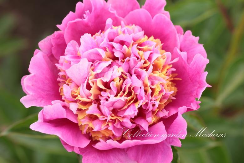Paeonia `Fasolt`