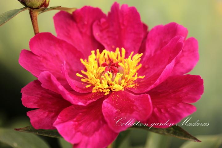 Paeonia `Flosshilde`  PAVASARIS