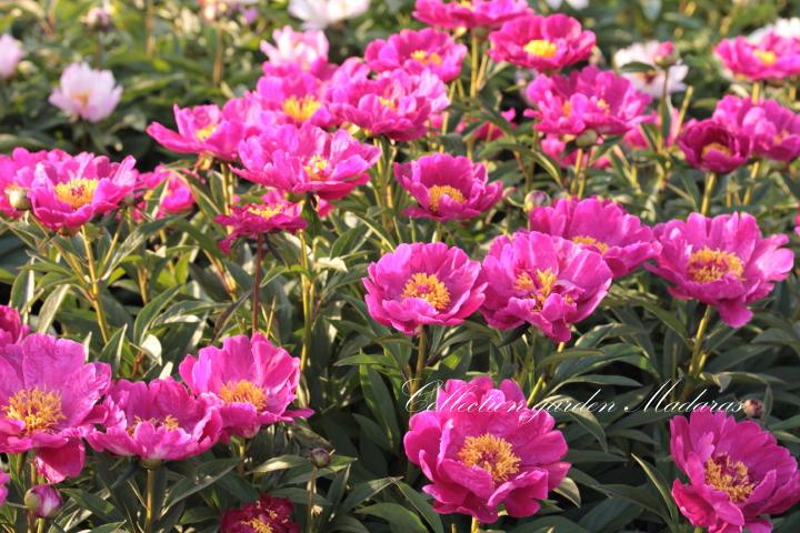 Paeonia `Flosshilde`