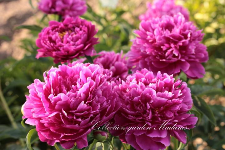 Paeonia `Friedrich von Telramund `SOLD OUT