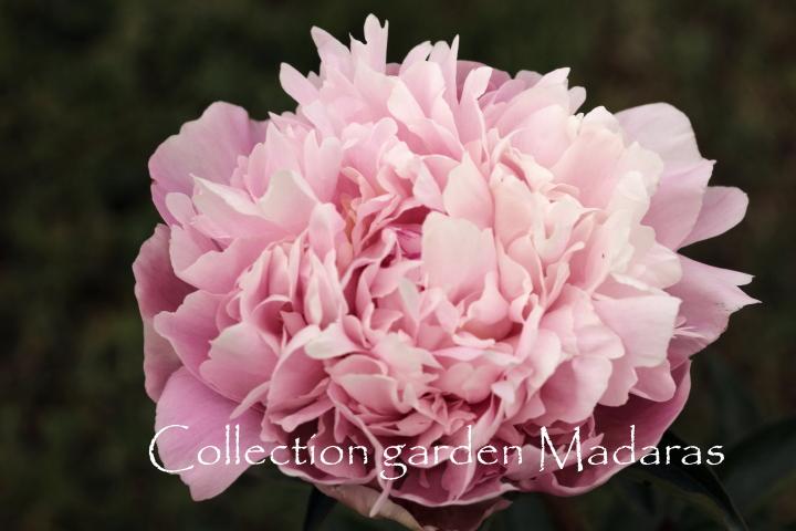 Paeonia `My Friend` SOLD OUT