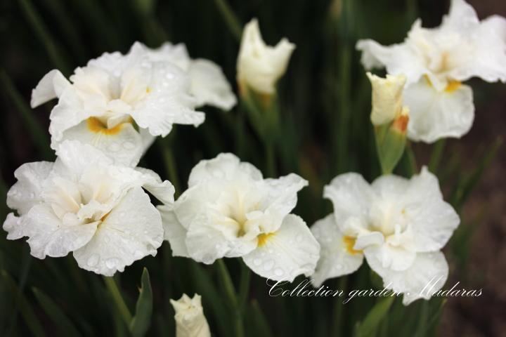 Iris sibirica `Frilly Vanilly`