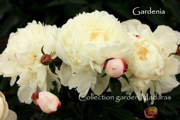 Paeonia `Gardenia` PAVASARIS