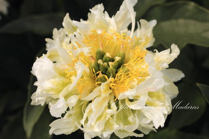 Paeonia `Green Halo`