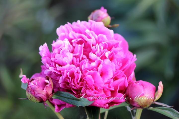 Paeonia `Gromas` SOULD OUT
