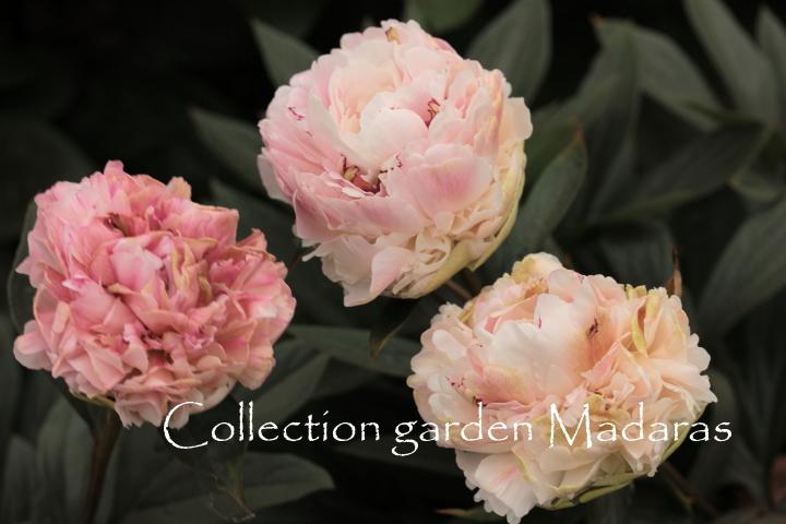 Paeonia `Grüne Knospe` SOLD OUT