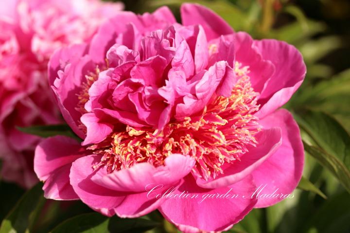 Paeonia `Gutrune` SPRING