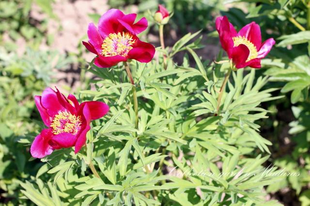 Paeonia `Happy` SOLD OUT