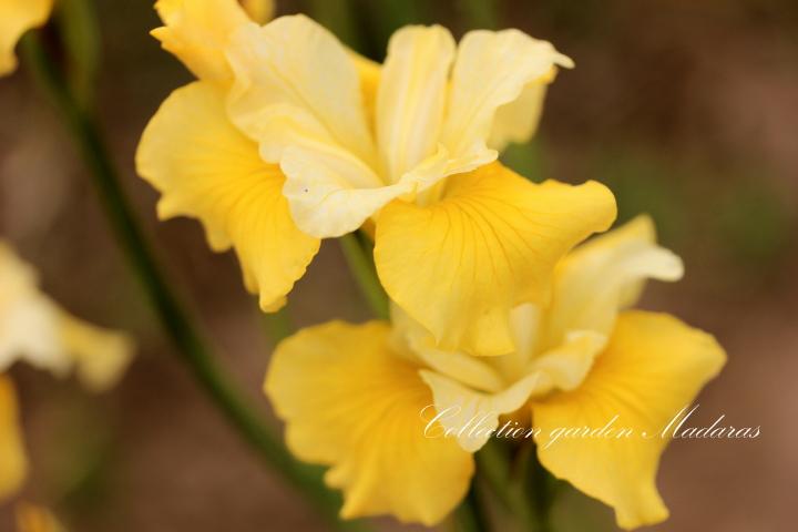 Iris sibirica `Hello Yellow