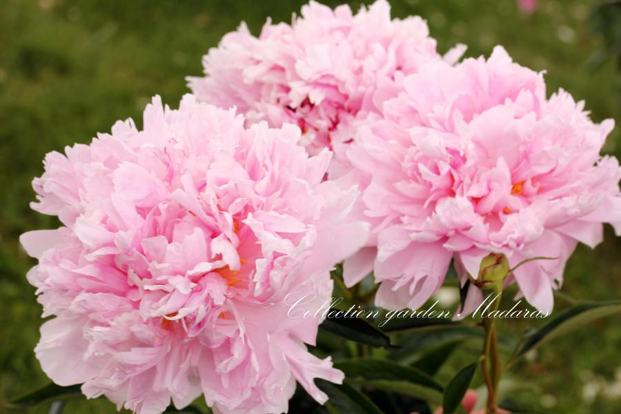 Paeonia `Hermione` SPRING