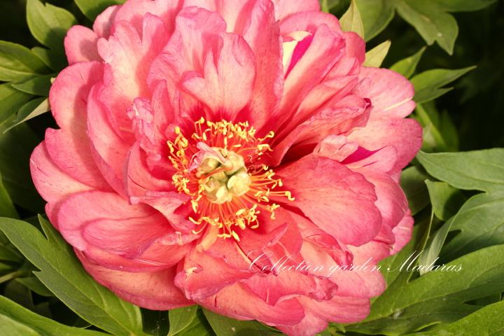 Paeonia  'Hillary'