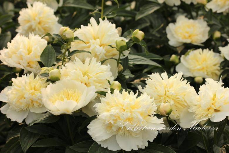 Paeonia `Honey Gold` PAVASARIS