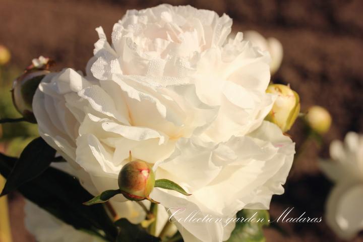 Paeonia `Idille` SOLD OUT