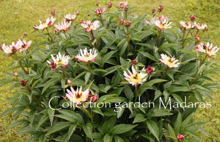 Paeonia ` 'Daisy Coronet' SOLD OUT